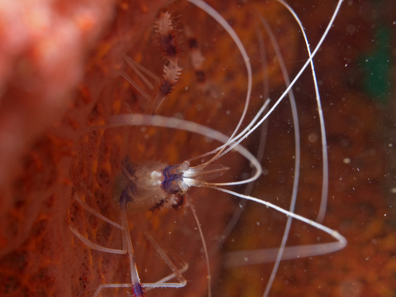 Shrimp